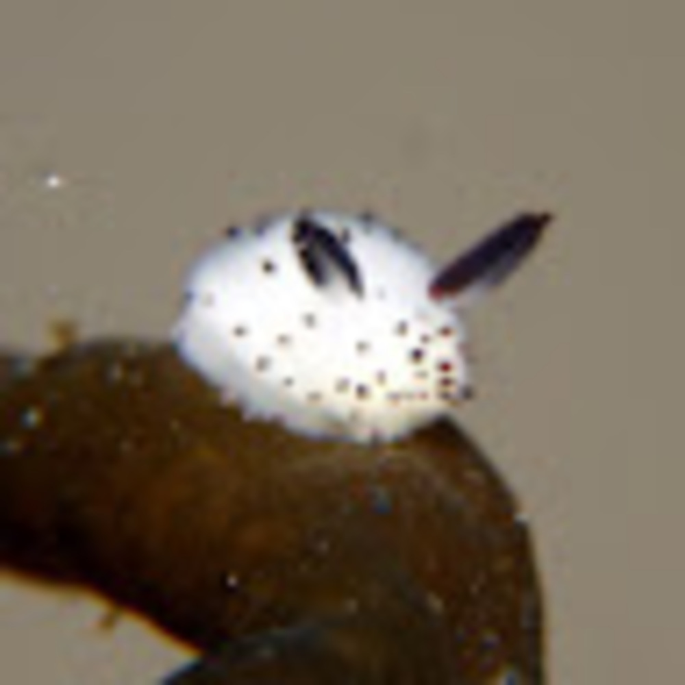 Meet your Posher, Allie